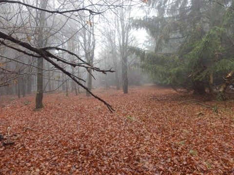Foto 20